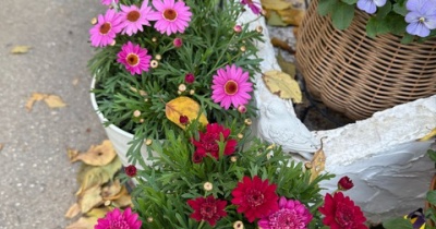 ＊耐寒温度0°Cボンザマーガレットを軒下へ移動