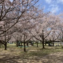 向島運動公園桜開花情報2026年