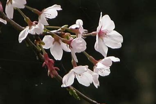 もろともに あはれと思へ 山ざくら 花よりほかに 知る人もなし 名歌鑑賞のブログ