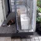 嘘のような涼しさと水害…＆サビちゃんたちのこと