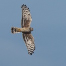 ハイイロチュウヒ幼鳥　Hen Harrier