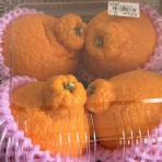 猫とガーデニング