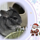 よってらっしゃい