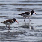 『令和6(2024)年4月15日の鳥さん Vol.5　葛西海浜公園で野鳥の観察･撮影 ミヤコドリやイソシギ､カモメ等が登場!!』の画像