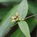 〇〇山麓で花活