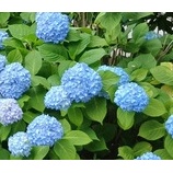 『ムーンシャドウ 紫陽花さんぽ』の画像