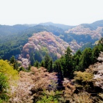 とれびーたろうの道草日記