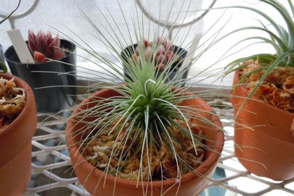 てーてー植物記 チラを外に出す 春