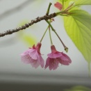 ロシア、「問われる継戦能力」２５年の石油・ガス歳入、前年比２４％減　戦費増大で「四苦八苦」