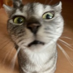 しゃーねこ家のblog