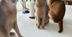 マフィンに群がるねこたち