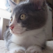 ユニークな猫の写真を集めてみました