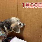 ガオだらけな日々　