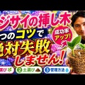 アジサイ