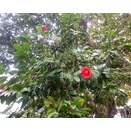 明日はどうなる