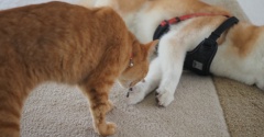 肉球の香り…