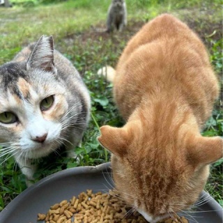三度の飯＜犬と猫
