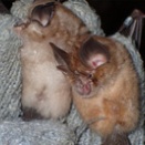 ゴールデンバット