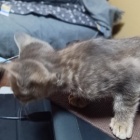 『四郎を飼うことに』の画像