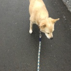 コン太里親会ブログ