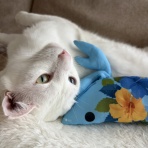 うちのとらまる