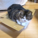 ”猫おでん”あり〼。