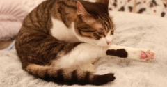 妥協する猫。