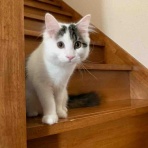 銃🐈‍⬛猫たちと家族の記録