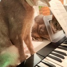 飼い主のピアノに興味津々すぎる猫たち