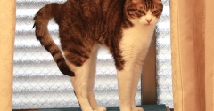 愛用される猫の隠れ家。