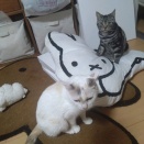 実物のﾈｺﾁｬﾝたちセカンド102