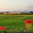彼岸花と電車(２)