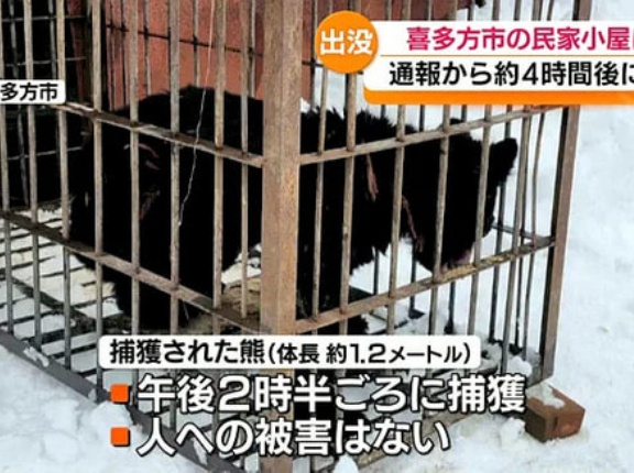 「どうしたらいいのか頭の中、パニックです」民家の物置小屋の中でクマが眠っている