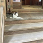 日本才能学研究所オフィシャルブログ*:.｡.ღ˘◡˘ற♡.｡.:*･ﾟ