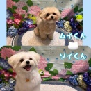 【トリミングブログ】🐾