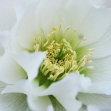 『老いの覚悟と生き方Ⅱ(5650回記念)(29)森村誠一氏を偲んで(9)』の画像