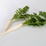 四つ葉のくまさんの癒しのお花、時々お料理日記