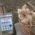 青シソの実でふりかけと天ぷら