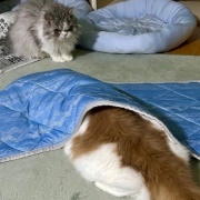 じゃれ合い相手を探している猫と猫トイレのお話