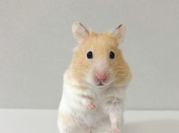 クリームバンデッドのプリン