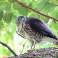 野鳥雀鷹（ツミ）の幼鳥を撮る25🦅📸（太田市）
