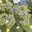 紫陽花