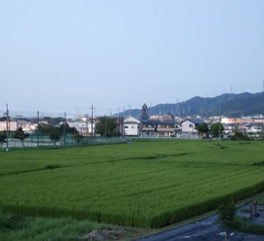 四中隣の田んぼの風景