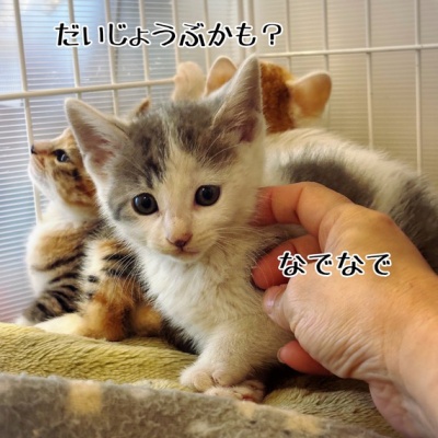 猫とお酒と日々のこと Powered by ライブドアブログ