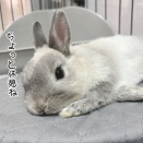 うさぎのルリ(1/31追記)