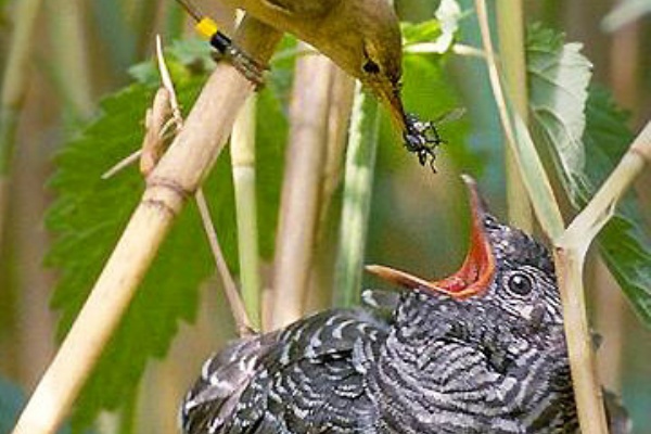 ひげはかせの四季の野鳥 夏鳥