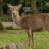 シカと人間の共存、無理だったｗｗｗｗｗｗｗｗｗｗｗｗｗｗｗ