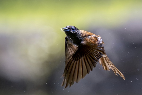 週末探鳥日記 - 野鳥全般