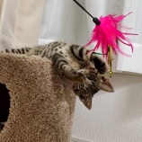 猫を迎えた時を振り返る１