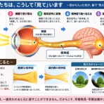山内流セラピスト＆コンディショニングトレーナー小林さくらのブログ〜エッセンシャルトーク〜